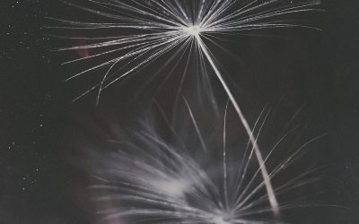 “Dandelion Rebellion” Publishing Announcement & Cover Reveal